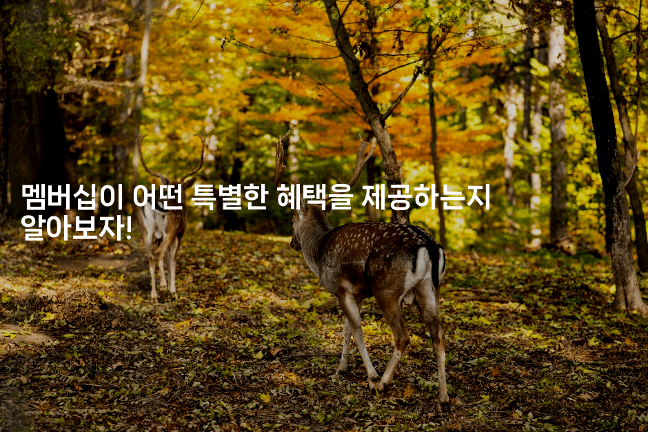 멤버십이 어떤 특별한 혜택을 제공하는지 알아보자!2-복지빵